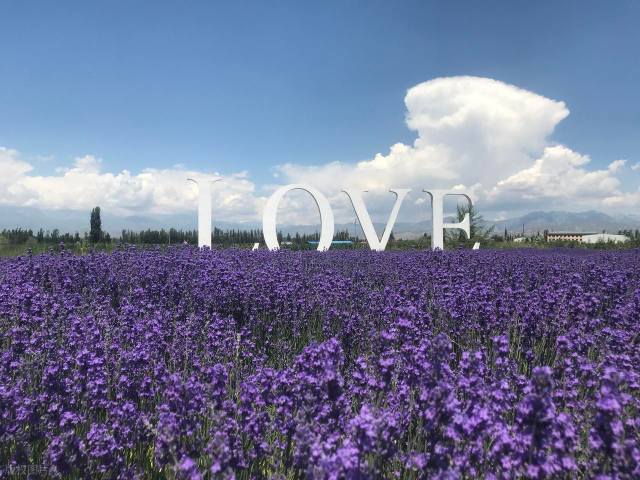 霍城薰衣草